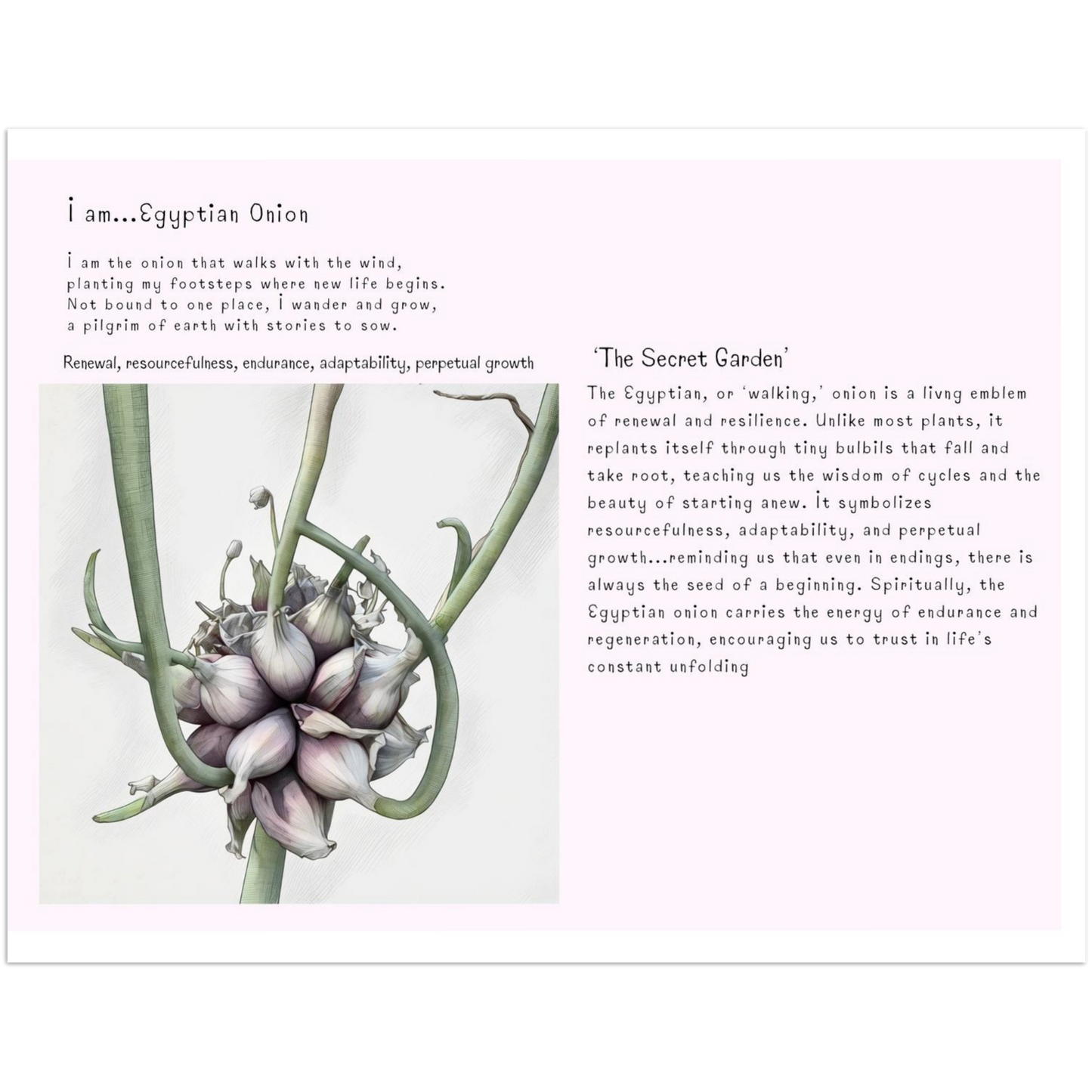 Illustration of an Egyptian onion with text on a white background