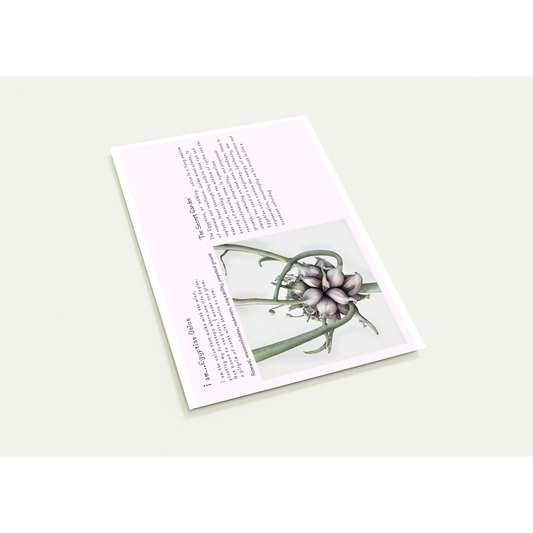 Postcard with onion cluster design and text on a pinky-white background